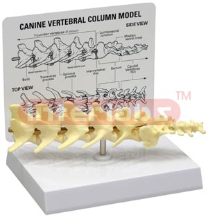 Canine 5-piece Vertebrae